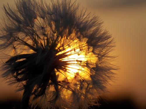 Sterbe und Trauerbewältigung: Foto: © GALINA_TARASENKO / shutterstock / #686109472